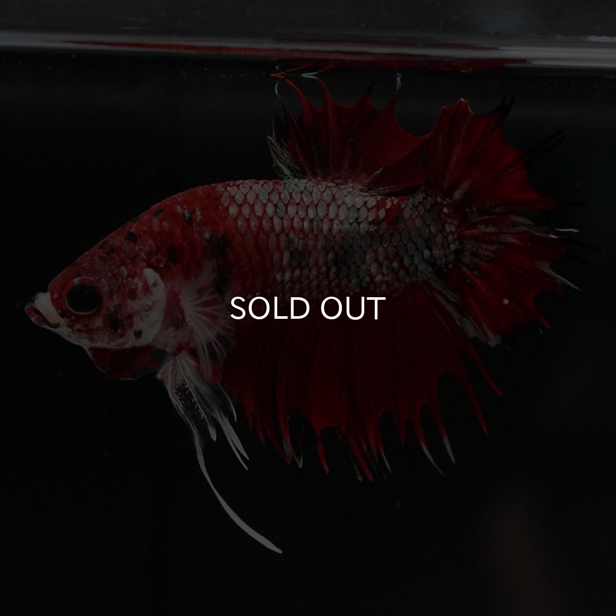 画像5: CTPK　レッドカッパーギャラクシー (5)