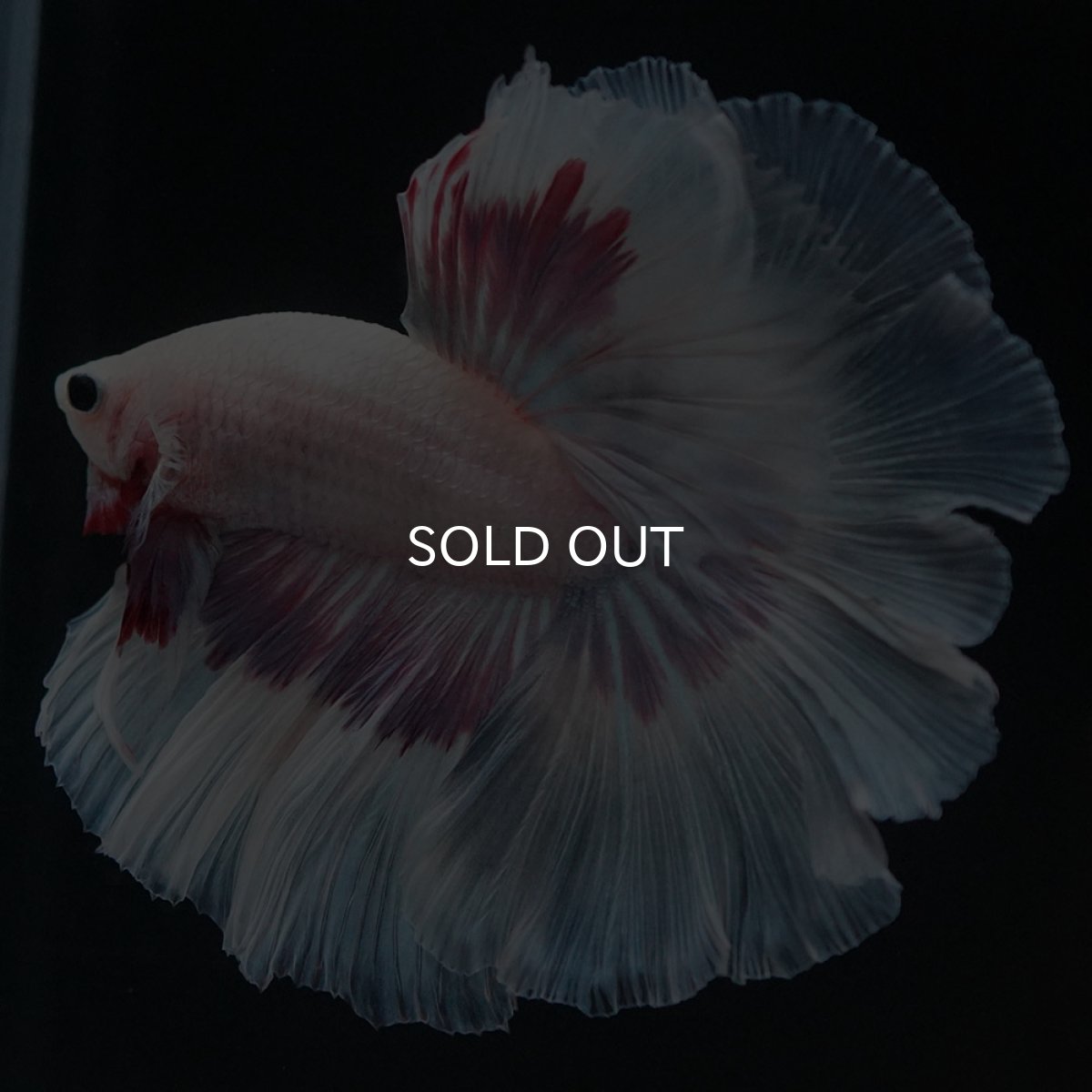 画像4: HM　ホワイトファンシー (4)