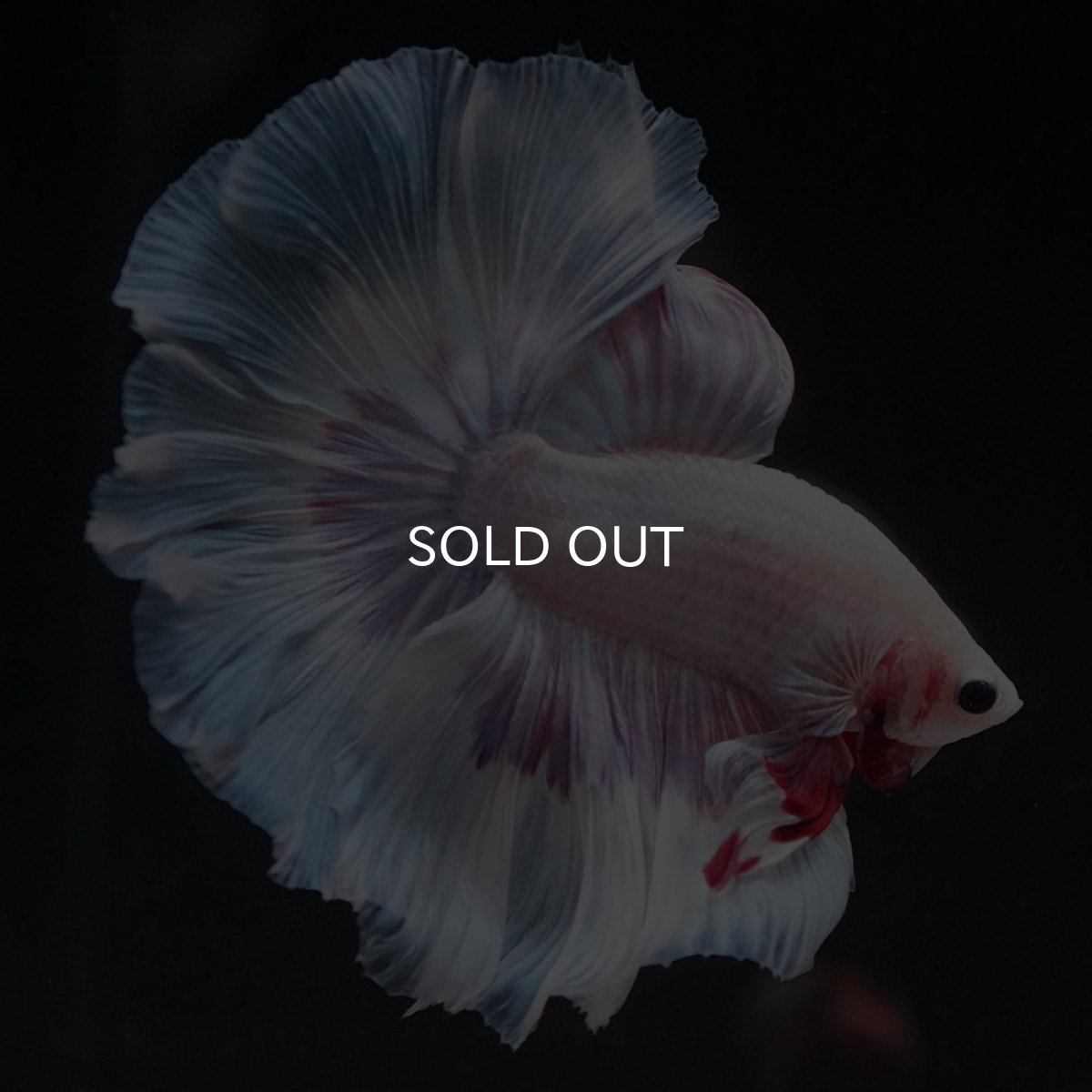 画像7: HM　ホワイトファンシー (7)