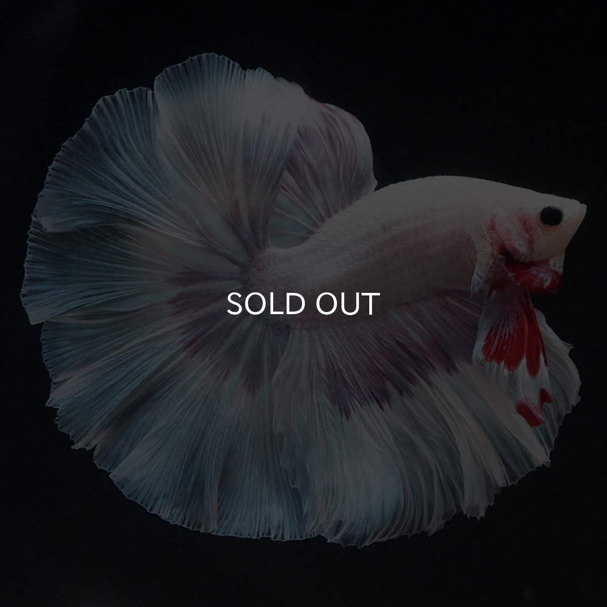 画像5: HM　ホワイトファンシー (5)