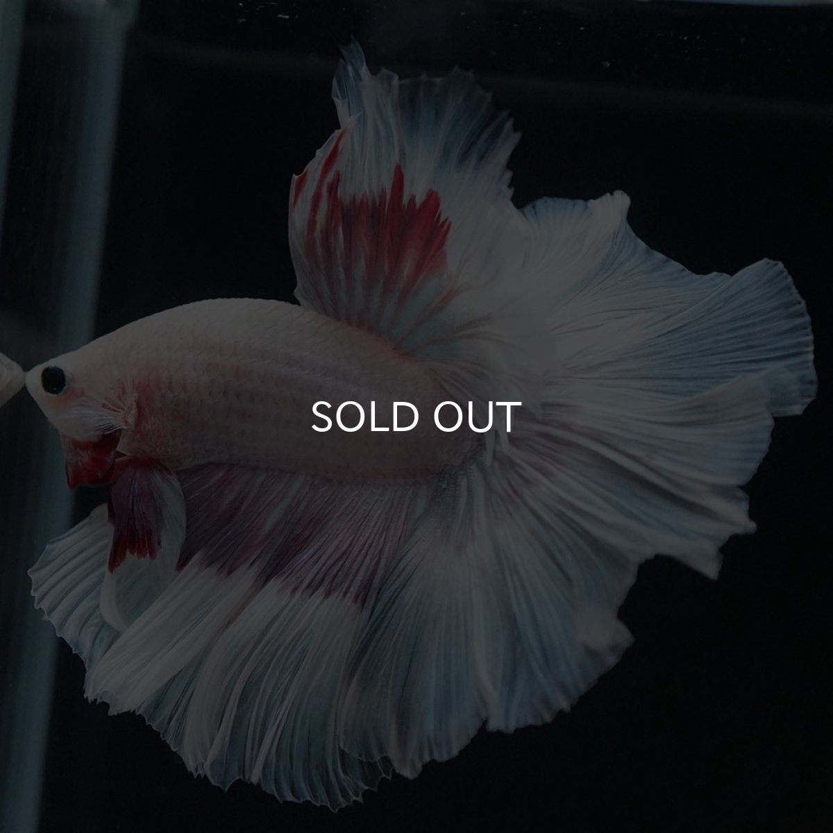 画像10: HM　ホワイトファンシー (10)