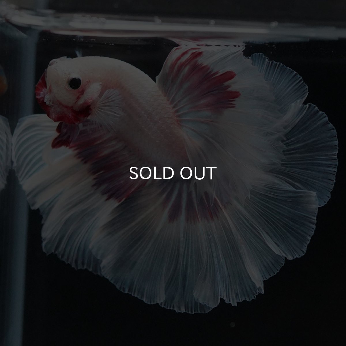 画像9: HM　ホワイトファンシー (9)