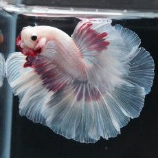 画像9: HM　ホワイトファンシー (9)