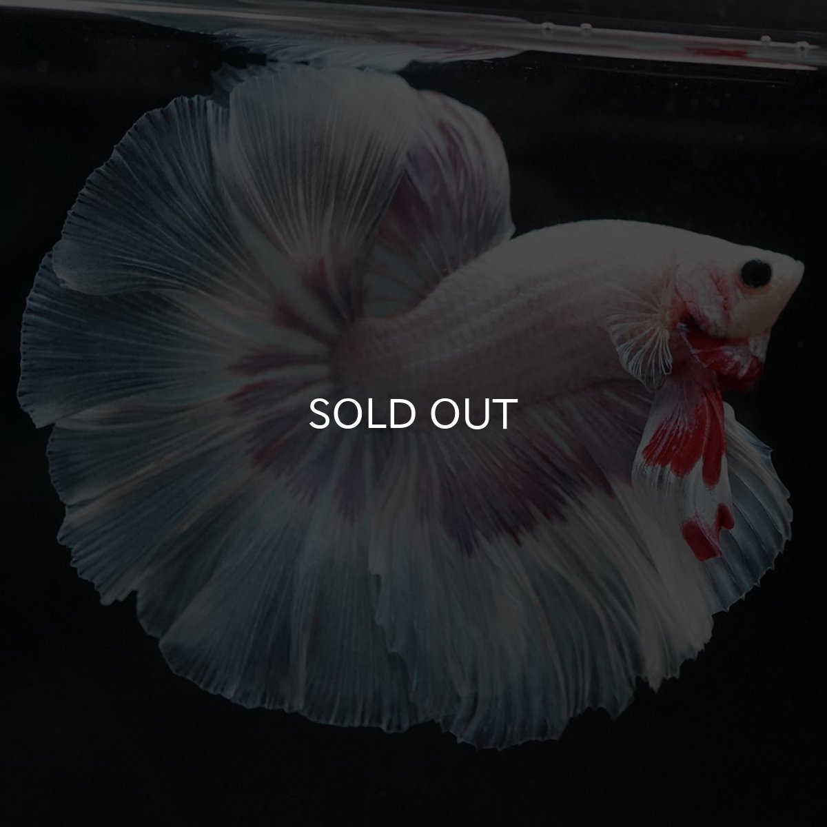 画像3: HM　ホワイトファンシー (3)