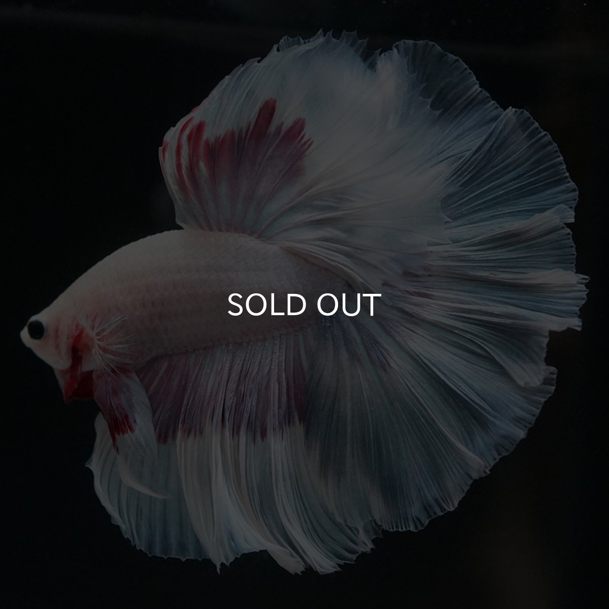 画像8: HM　ホワイトファンシー (8)