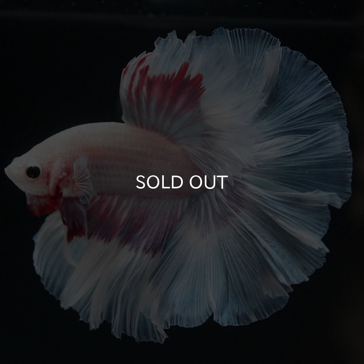 画像2: HM　ホワイトファンシー (2)