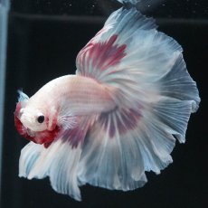 画像6: HM　ホワイトファンシー (6)