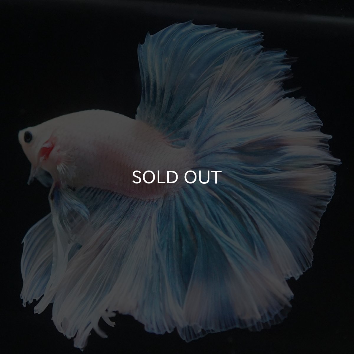 画像8: HM　ホワイトファンシー　ローズテール (8)