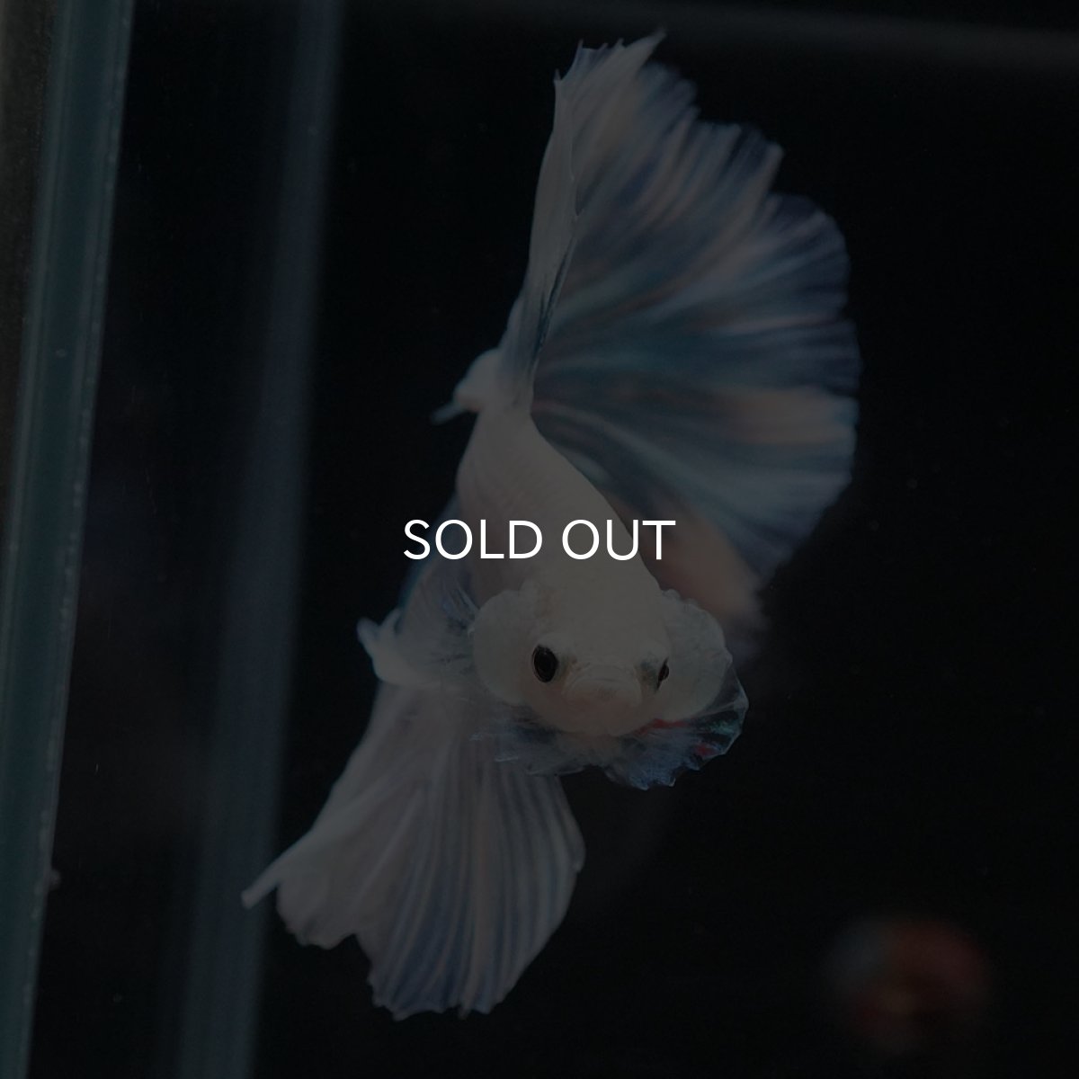 画像3: HM　ホワイトファンシー　ローズテール (3)