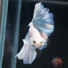 画像3: HM　ホワイトファンシー　ローズテール (3)