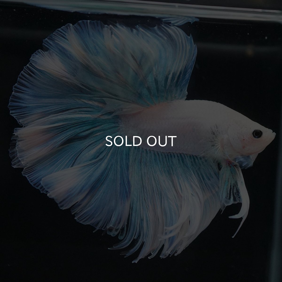 画像7: HM　ホワイトファンシー　ローズテール (7)