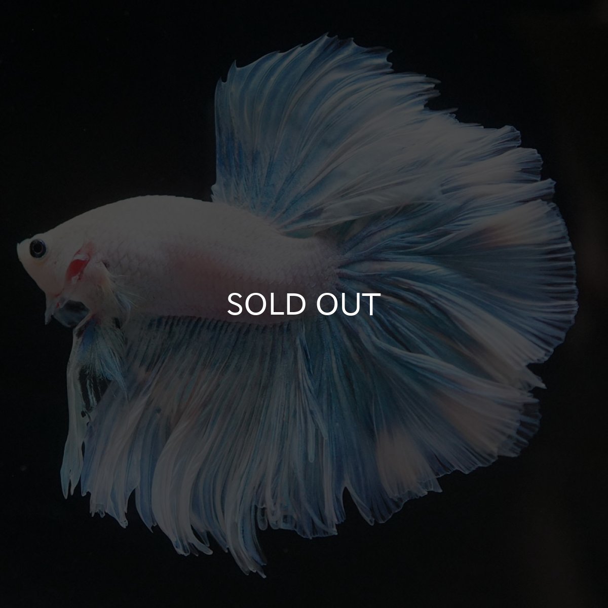 画像4: HM　ホワイトファンシー　ローズテール (4)