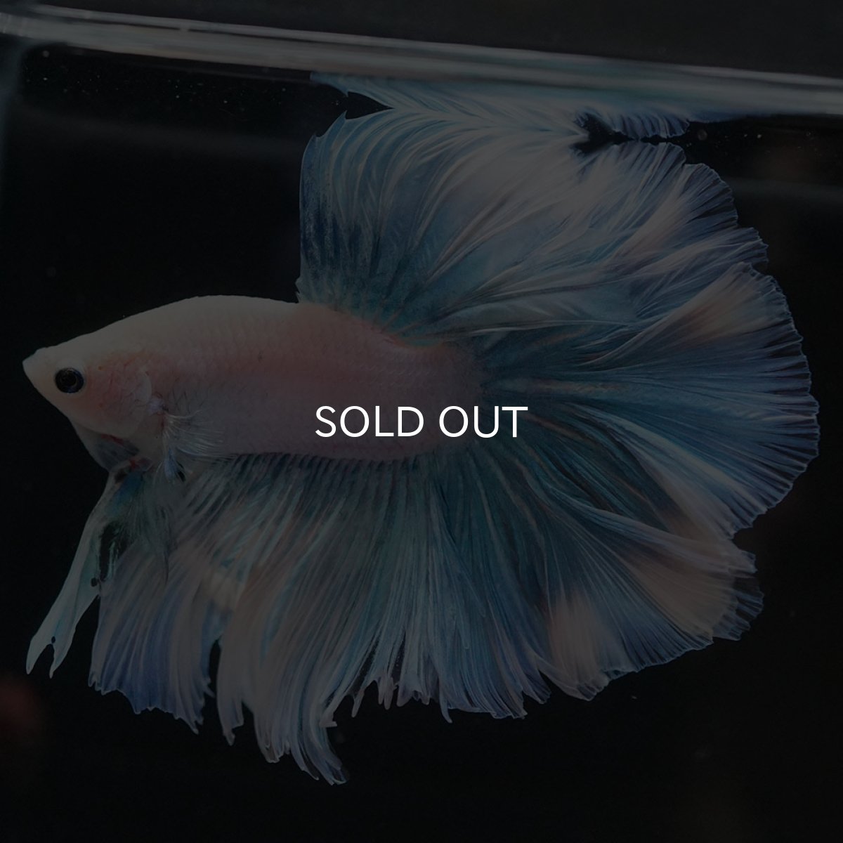 画像6: HM　ホワイトファンシー　ローズテール (6)