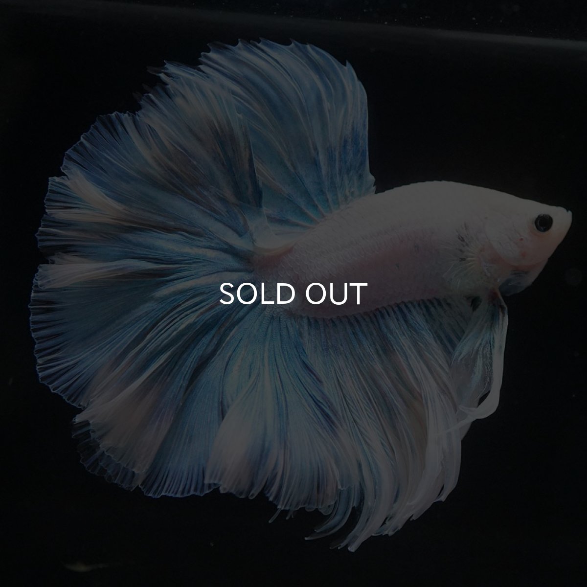 画像5: HM　ホワイトファンシー　ローズテール (5)