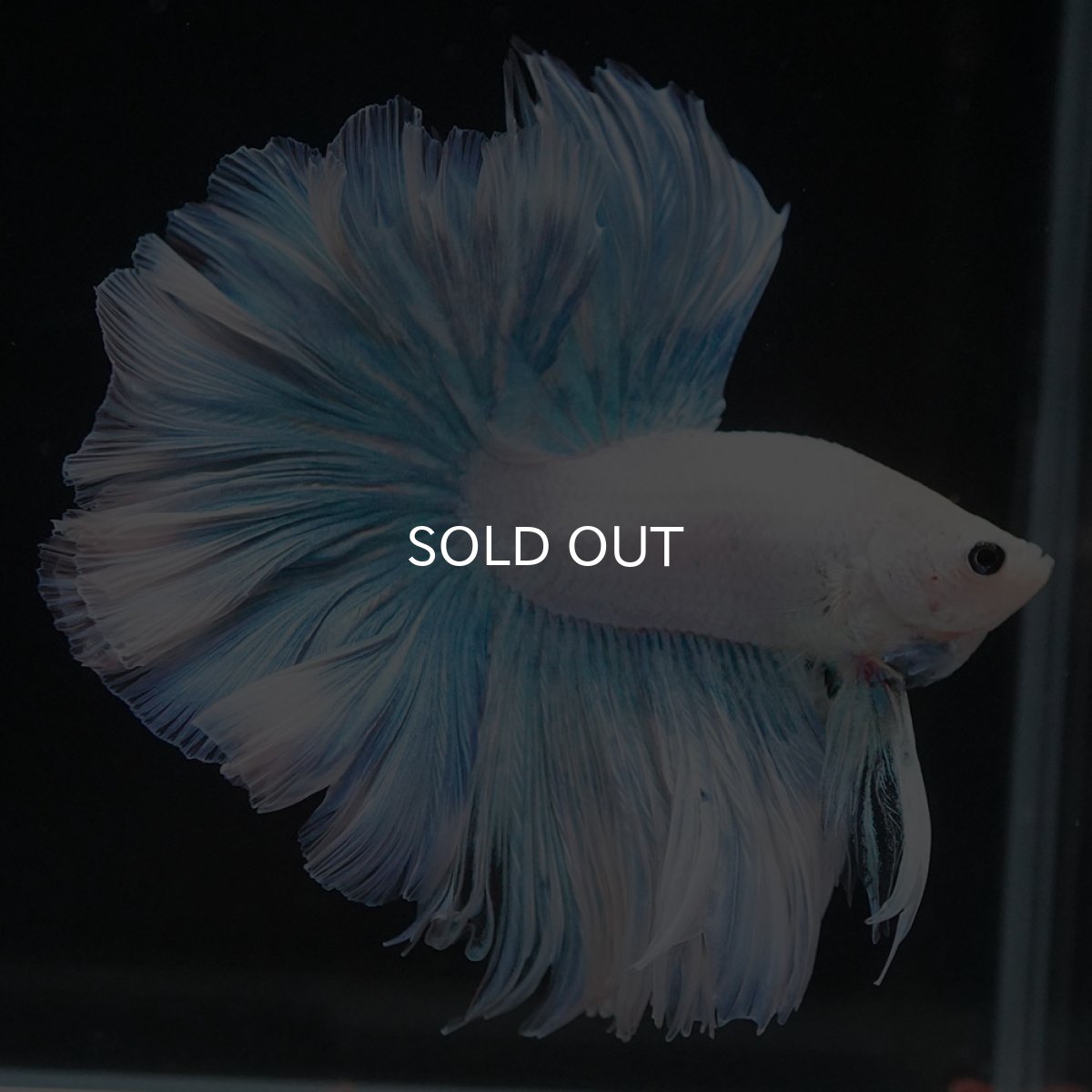 画像2: HM　ホワイトファンシー　ローズテール (2)