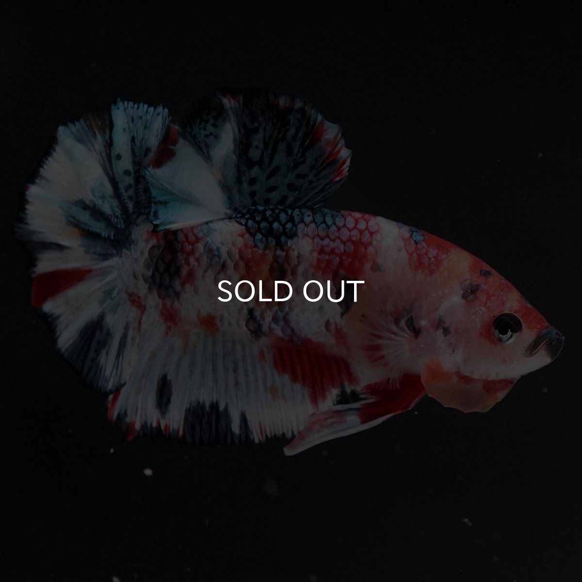 画像13: HMPK　キャンディ (13)