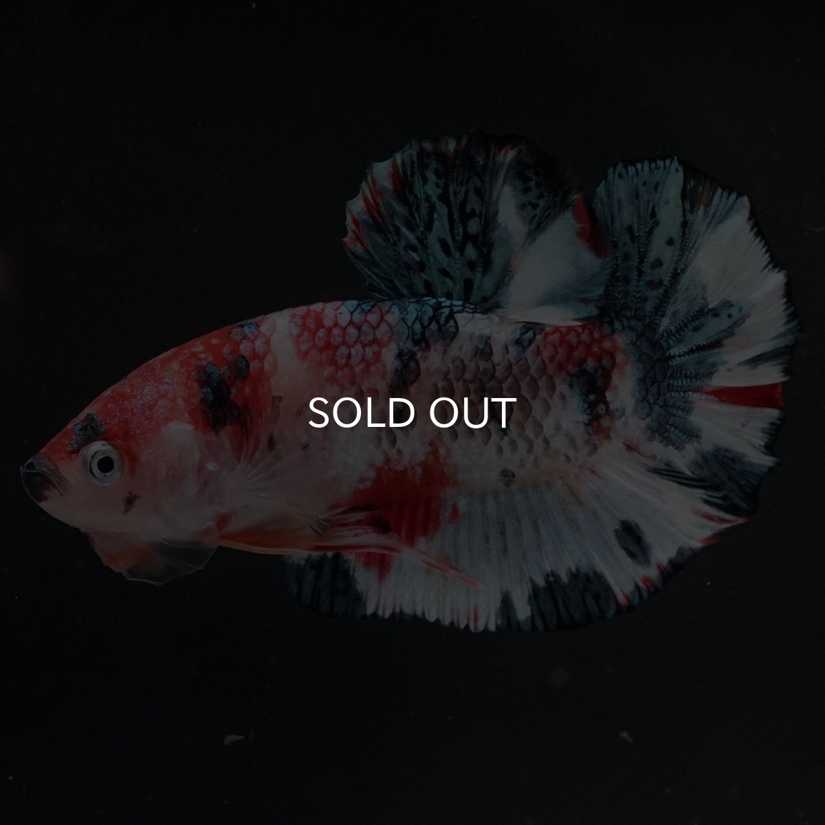 画像12: HMPK　キャンディ (12)