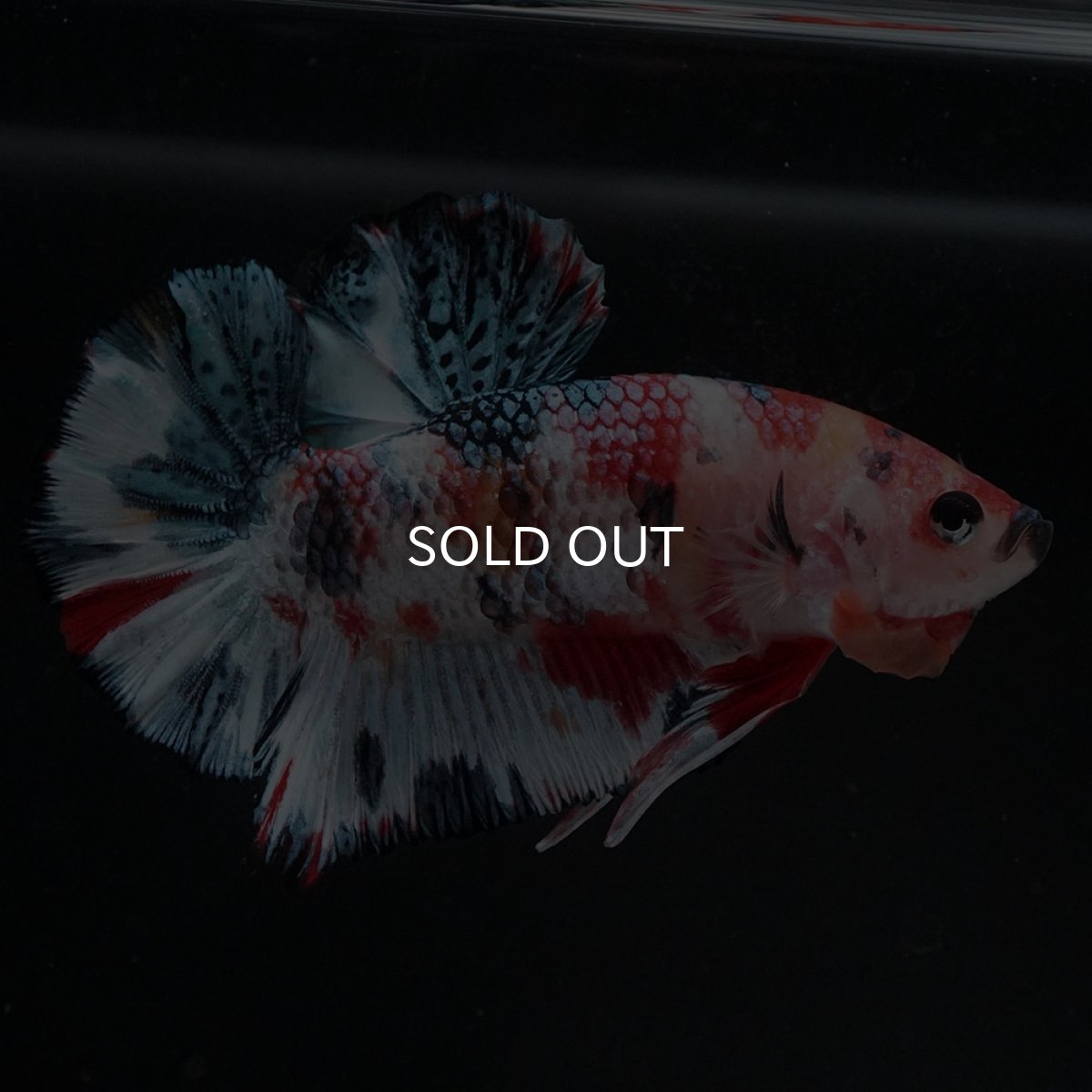 画像11: HMPK　キャンディ (11)