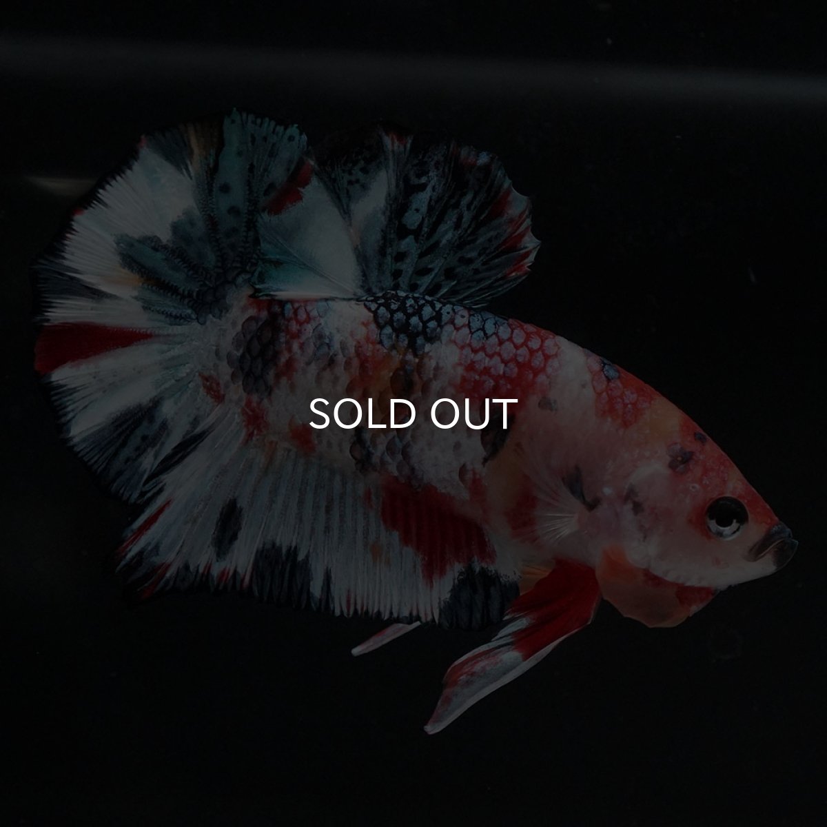 画像5: HMPK　キャンディ (5)