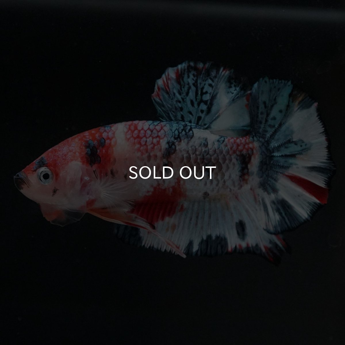 画像10: HMPK　キャンディ (10)