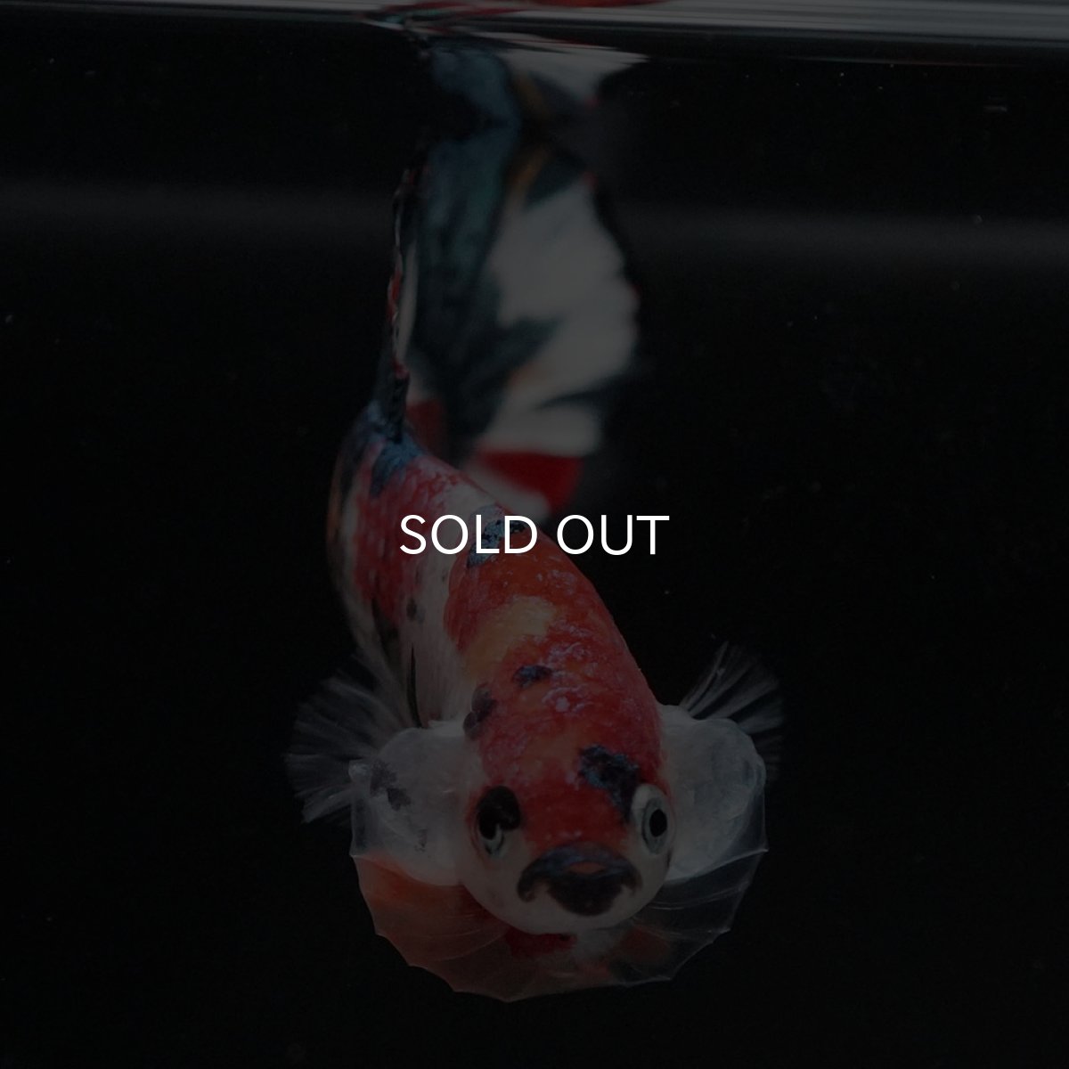 画像3: HMPK　キャンディ (3)