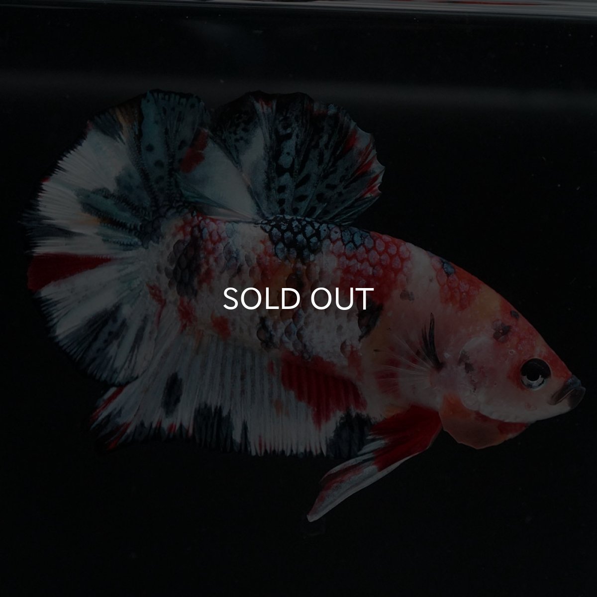 画像9: HMPK　キャンディ (9)