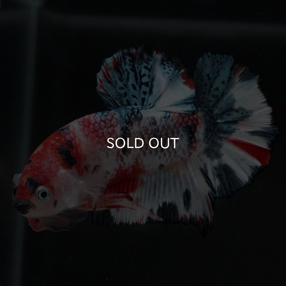 画像8: HMPK　キャンディ (8)