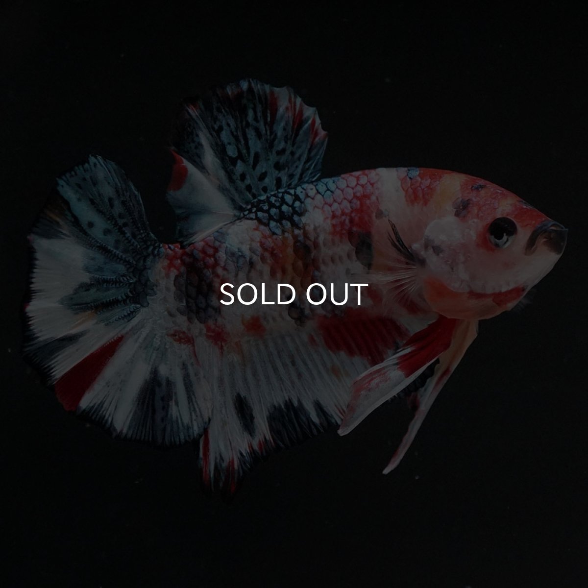 画像7: HMPK　キャンディ (7)