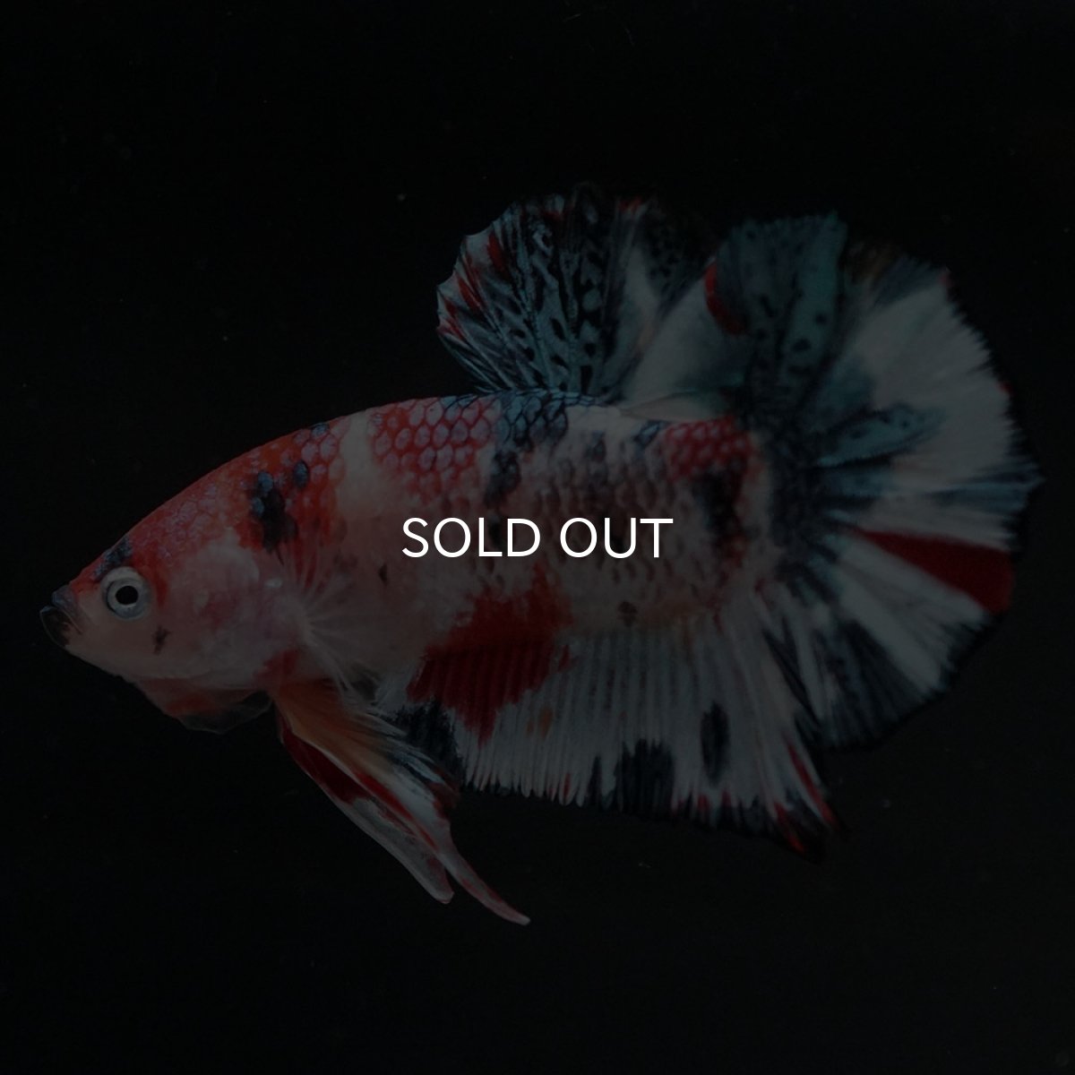 画像6: HMPK　キャンディ (6)