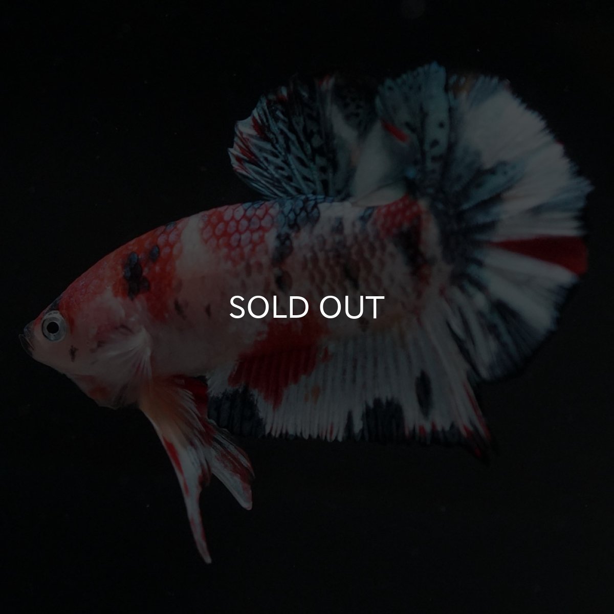 画像2: HMPK　キャンディ (2)