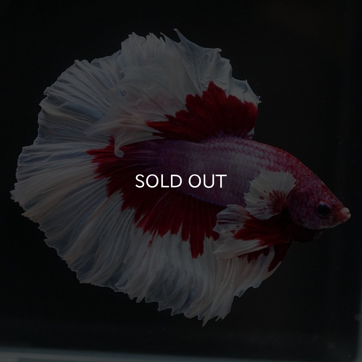 画像10: HM　ラベンダーバタフライ (10)