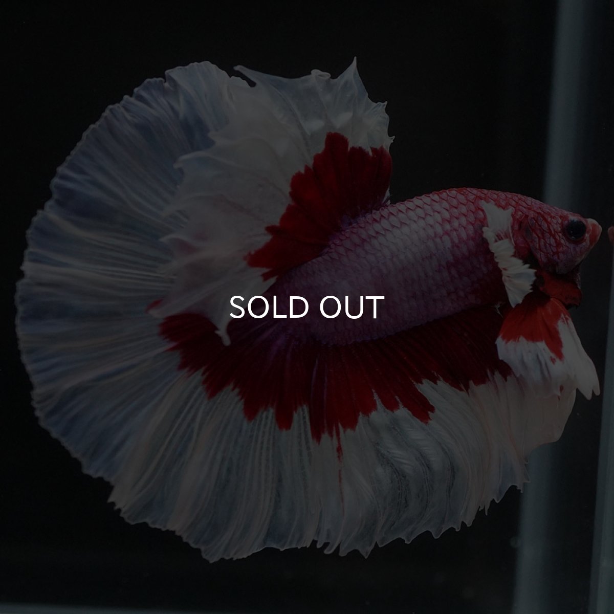 画像2: HM　ラベンダーバタフライ (2)