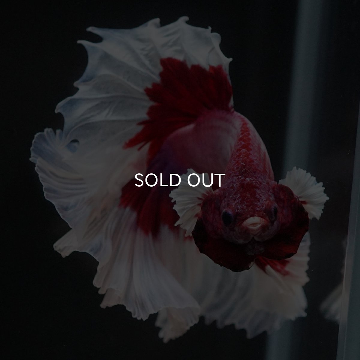 画像3: HM　ラベンダーバタフライ (3)