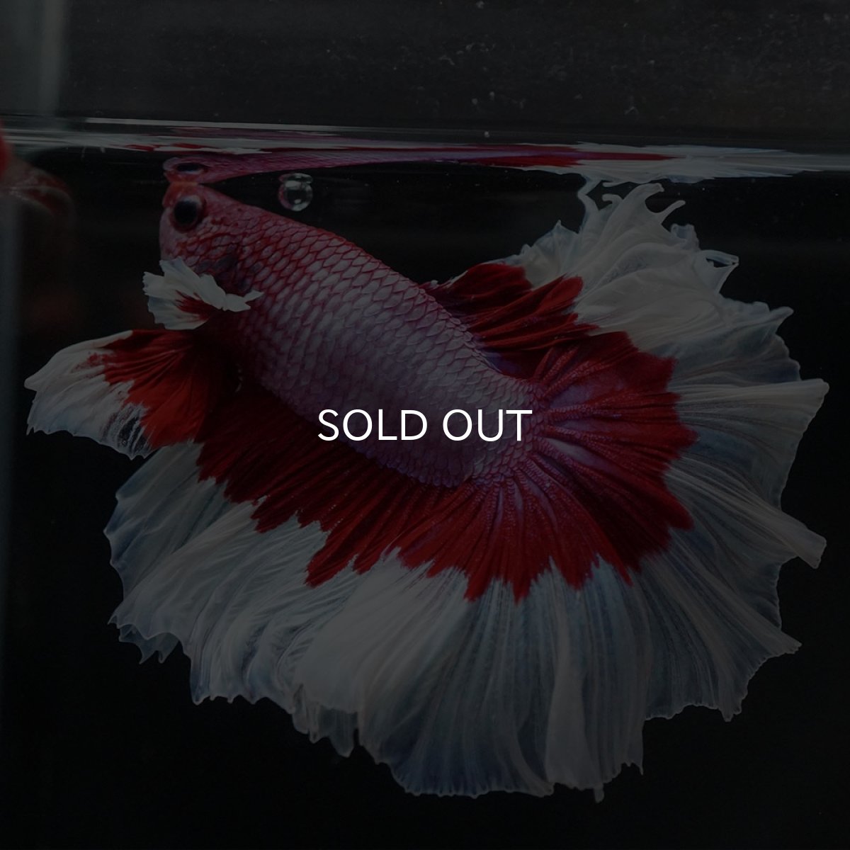 画像4: HM　ラベンダーバタフライ (4)