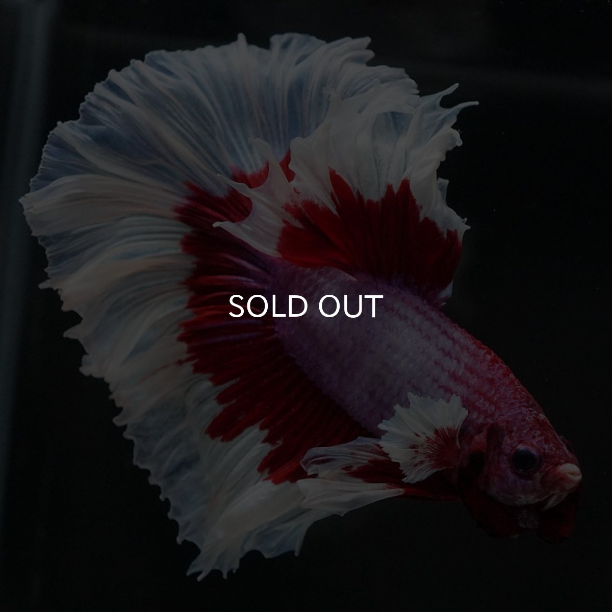 画像9: HM　ラベンダーバタフライ (9)