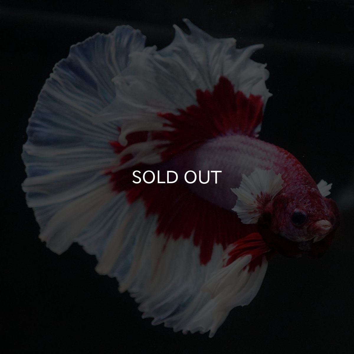 画像8: HM　ラベンダーバタフライ (8)