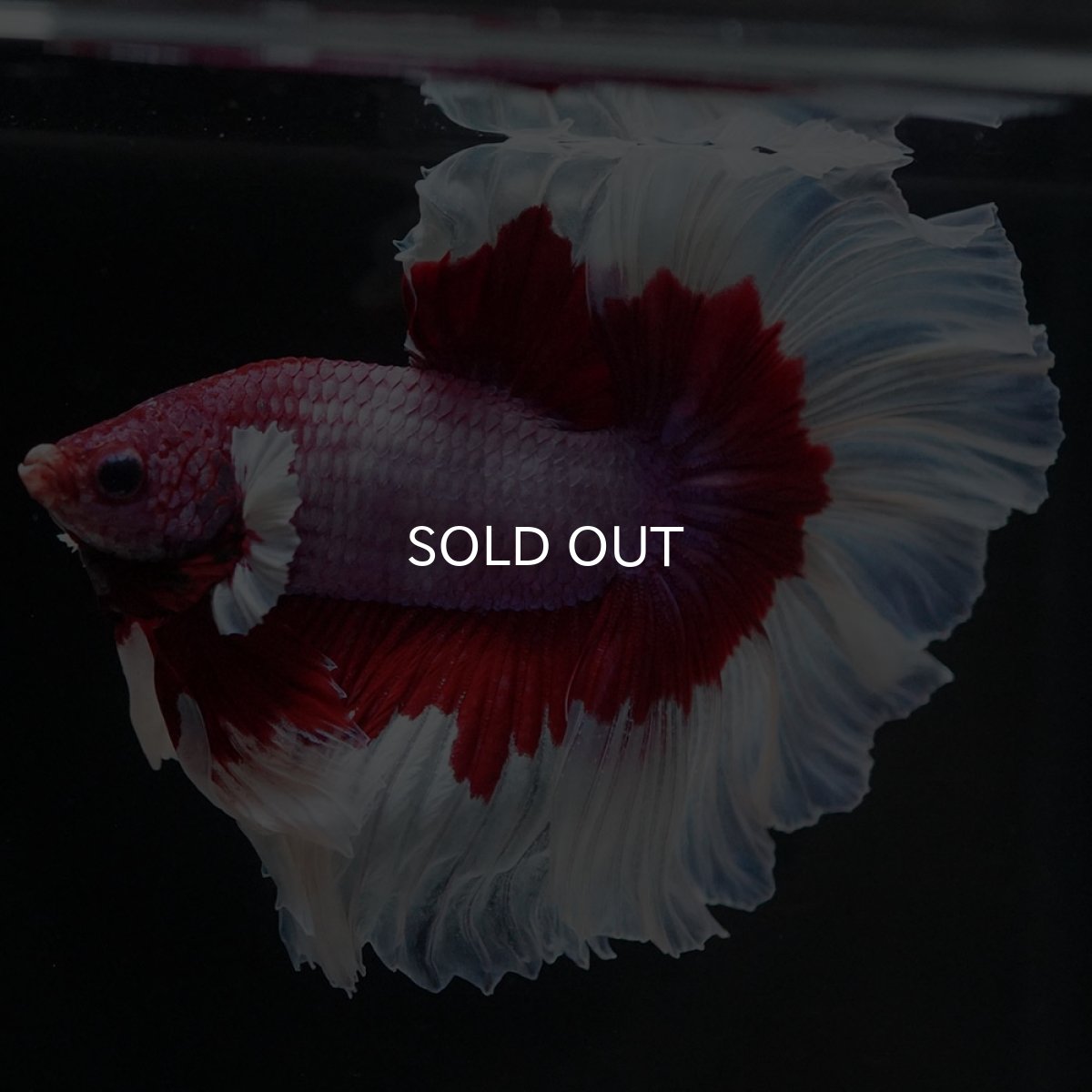 画像6: HM　ラベンダーバタフライ (6)