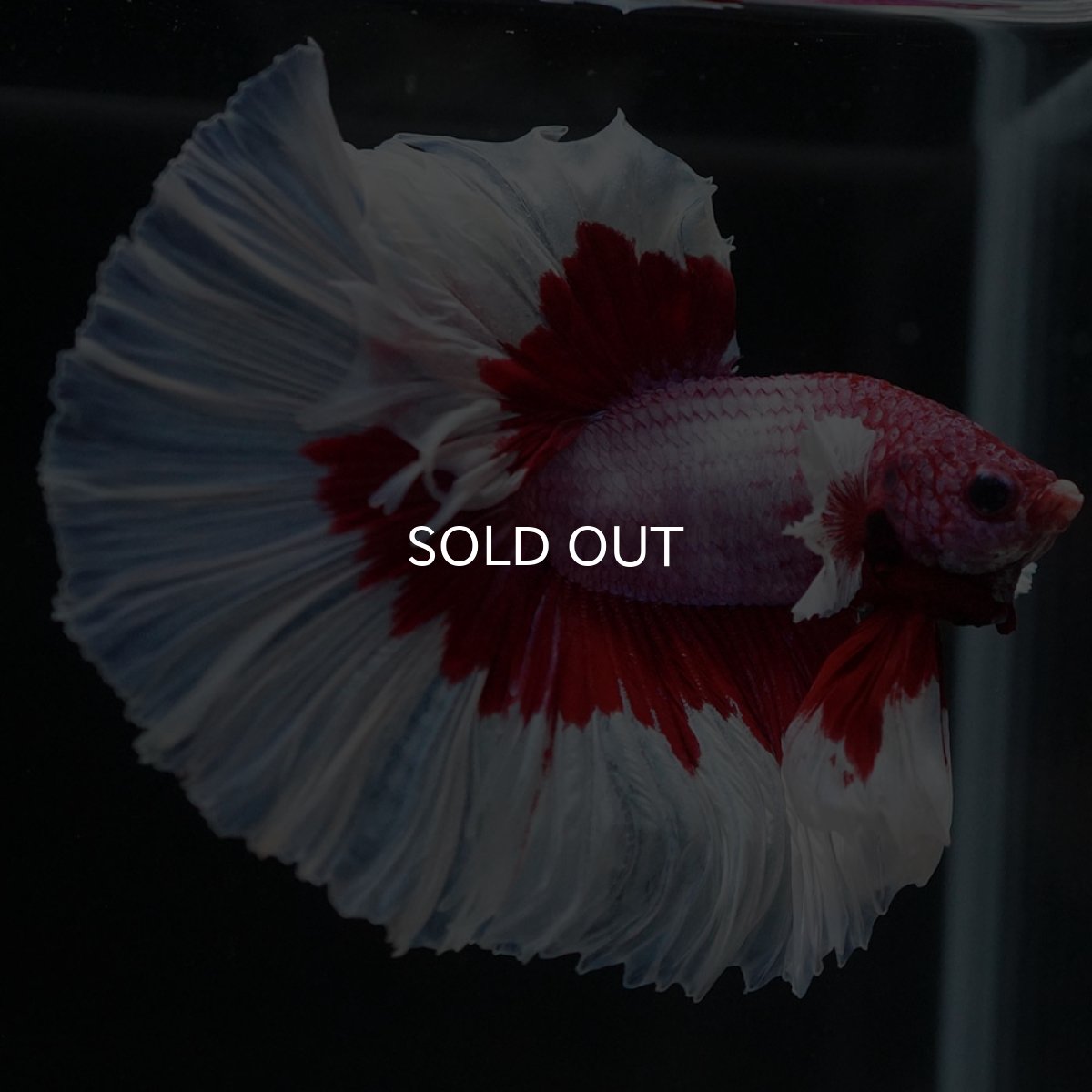 画像5: HM　ラベンダーバタフライ (5)