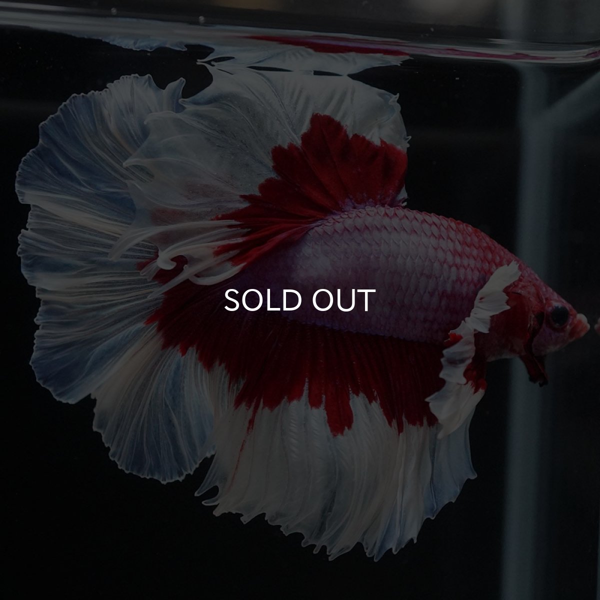 画像7: HM　ラベンダーバタフライ (7)