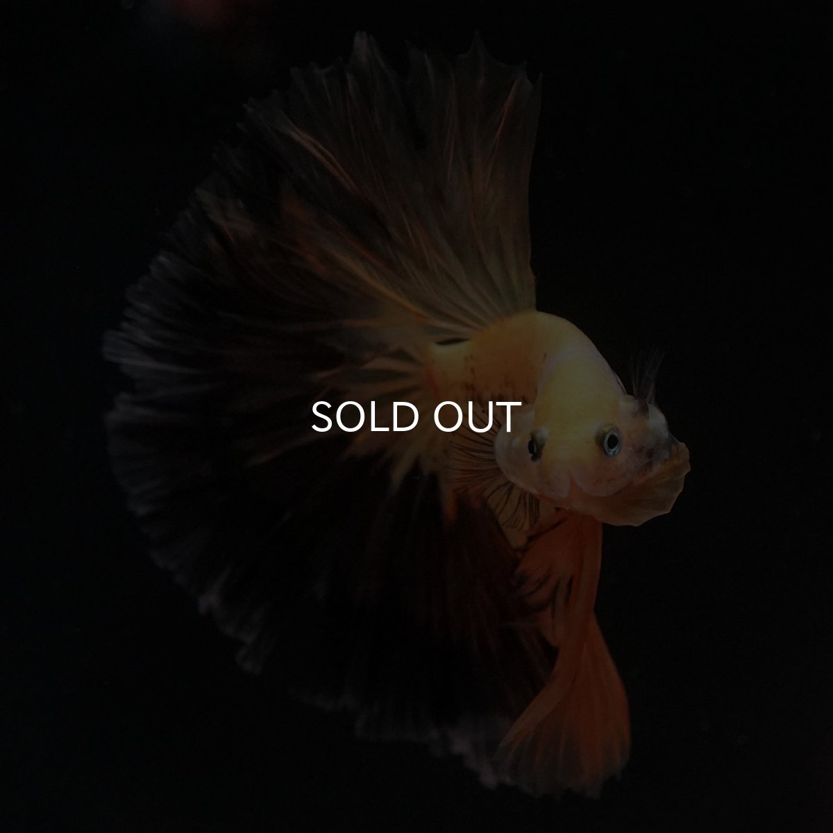 画像3: HM　ファンシー (3)