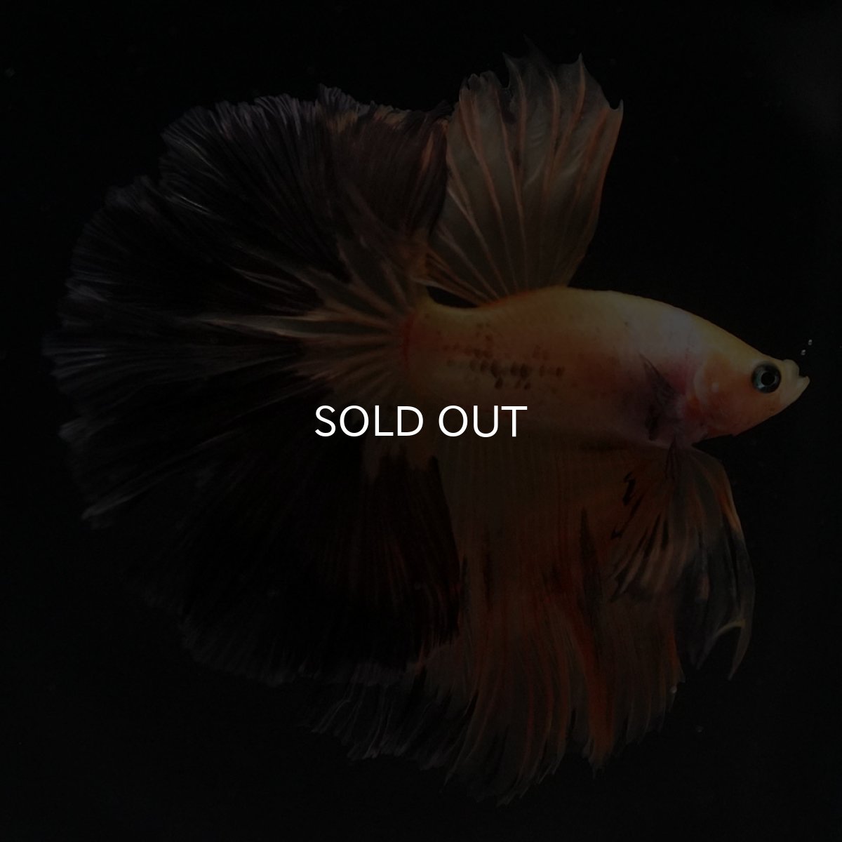 画像2: HM　ファンシー (2)