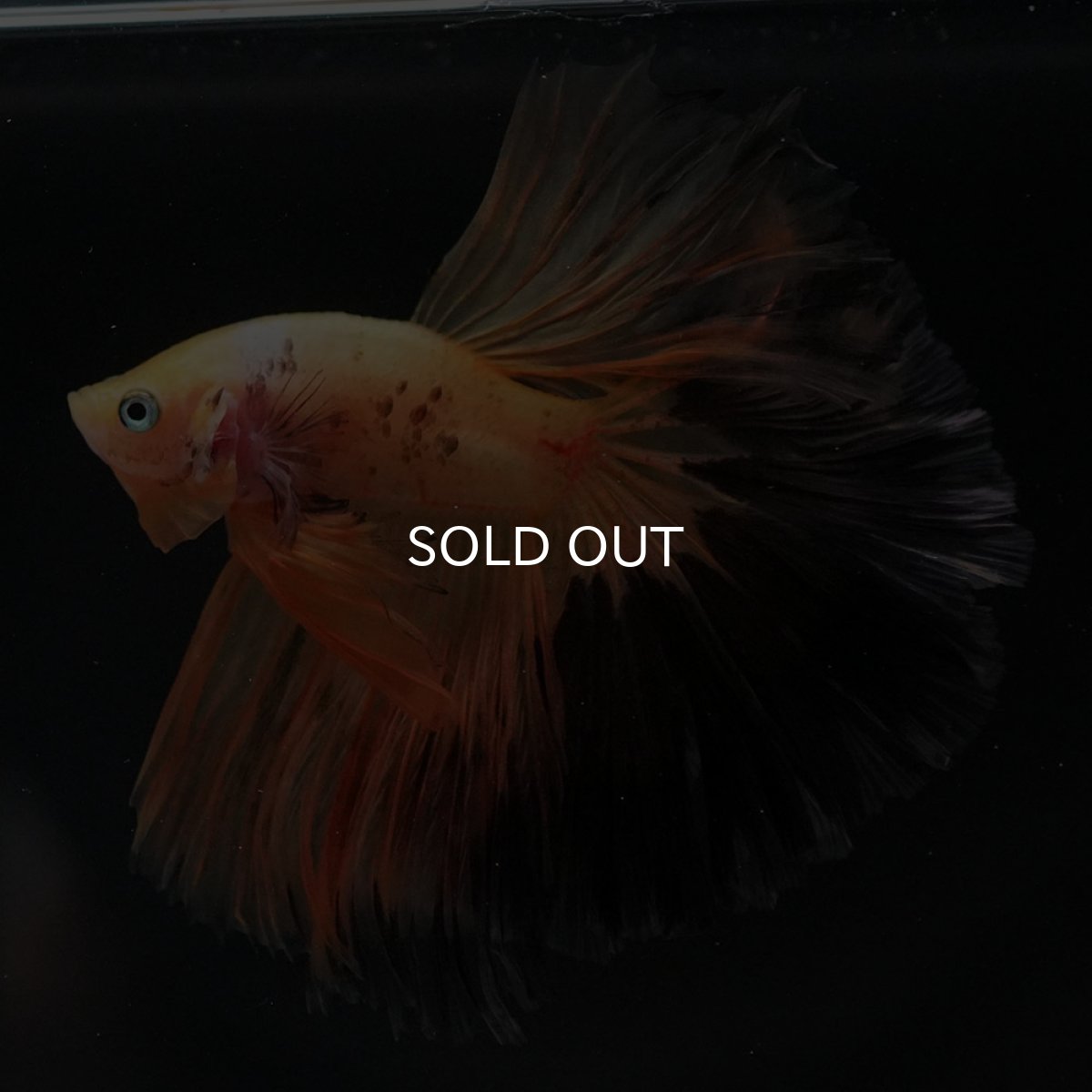 画像14: HM　ファンシー (14)