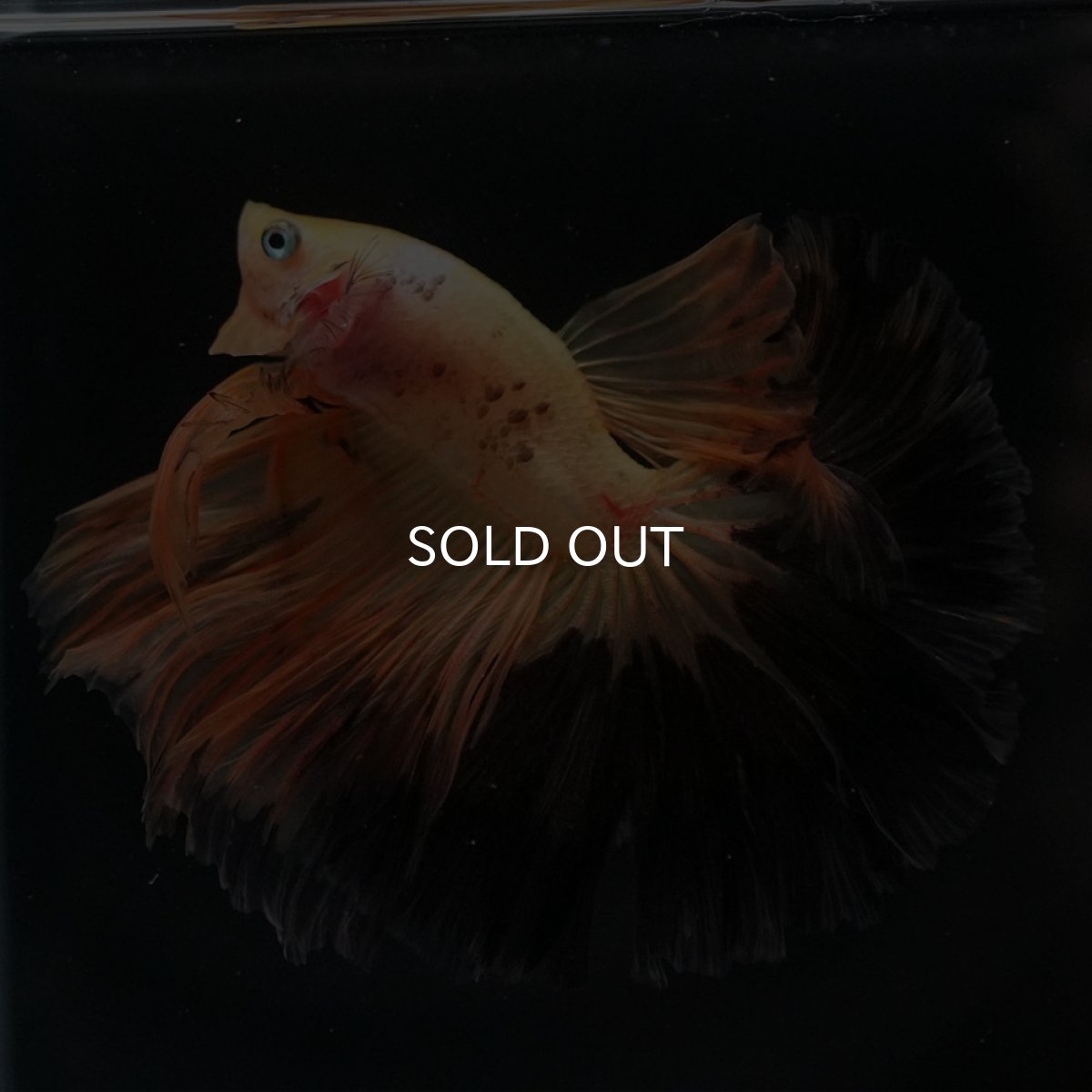 画像13: HM　ファンシー (13)