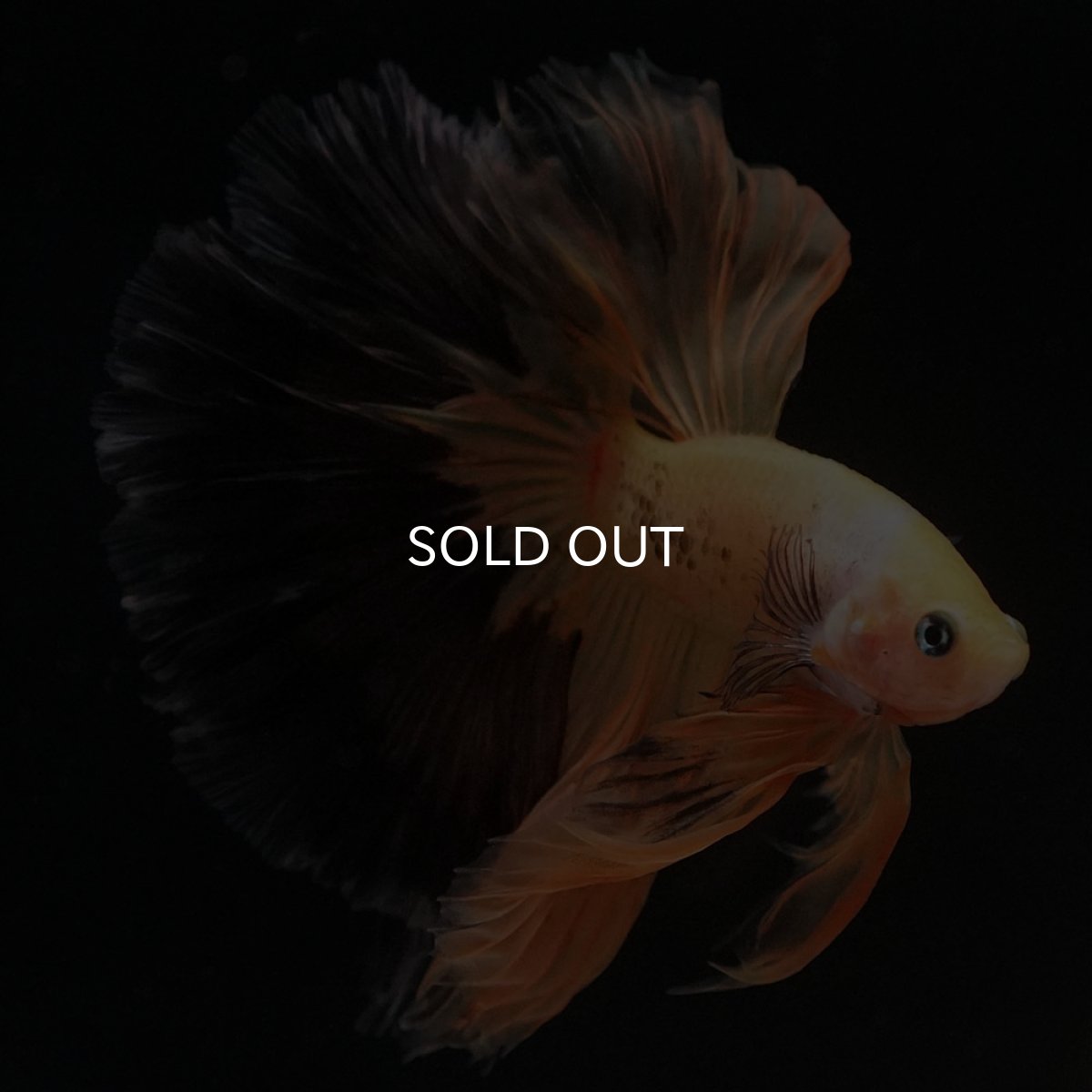 画像5: HM　ファンシー (5)