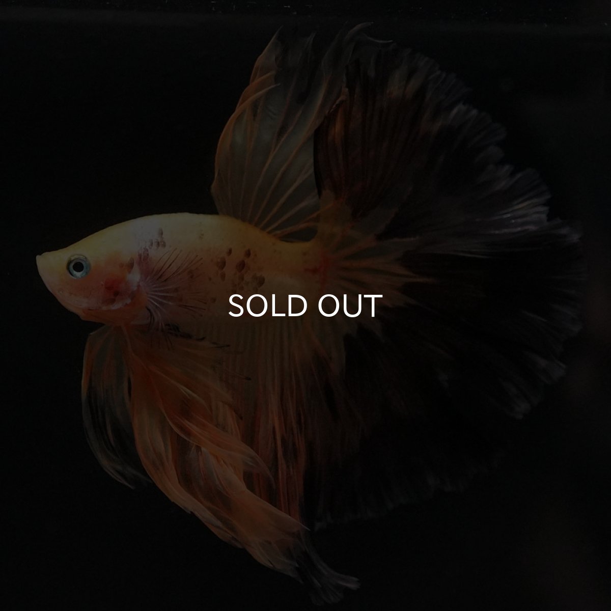 画像4: HM　ファンシー (4)