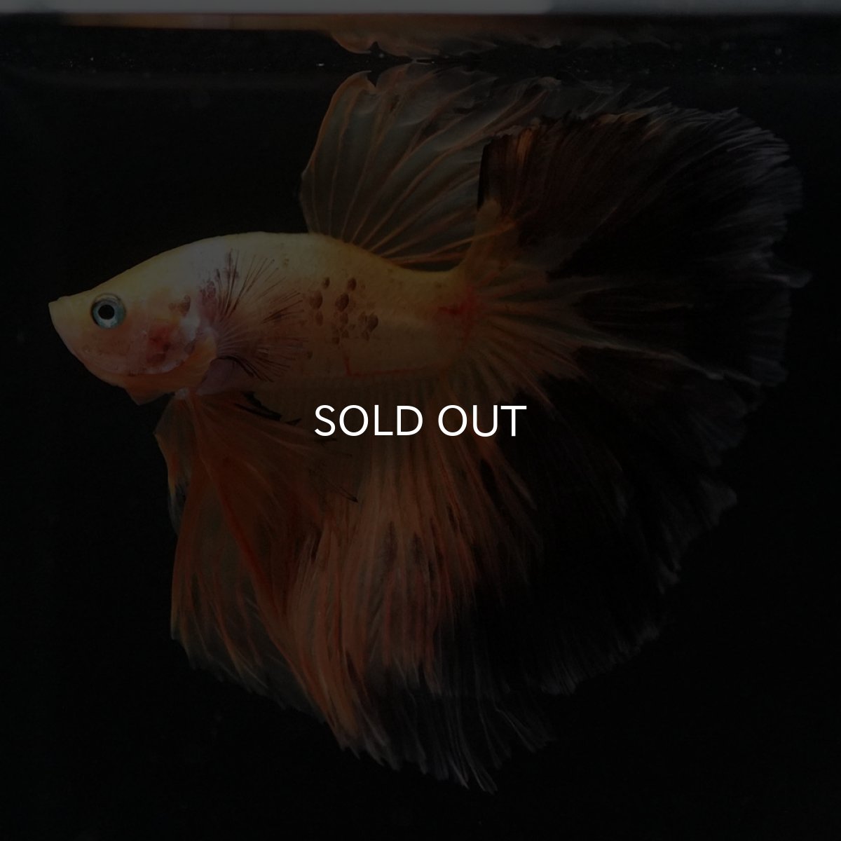 画像12: HM　ファンシー (12)