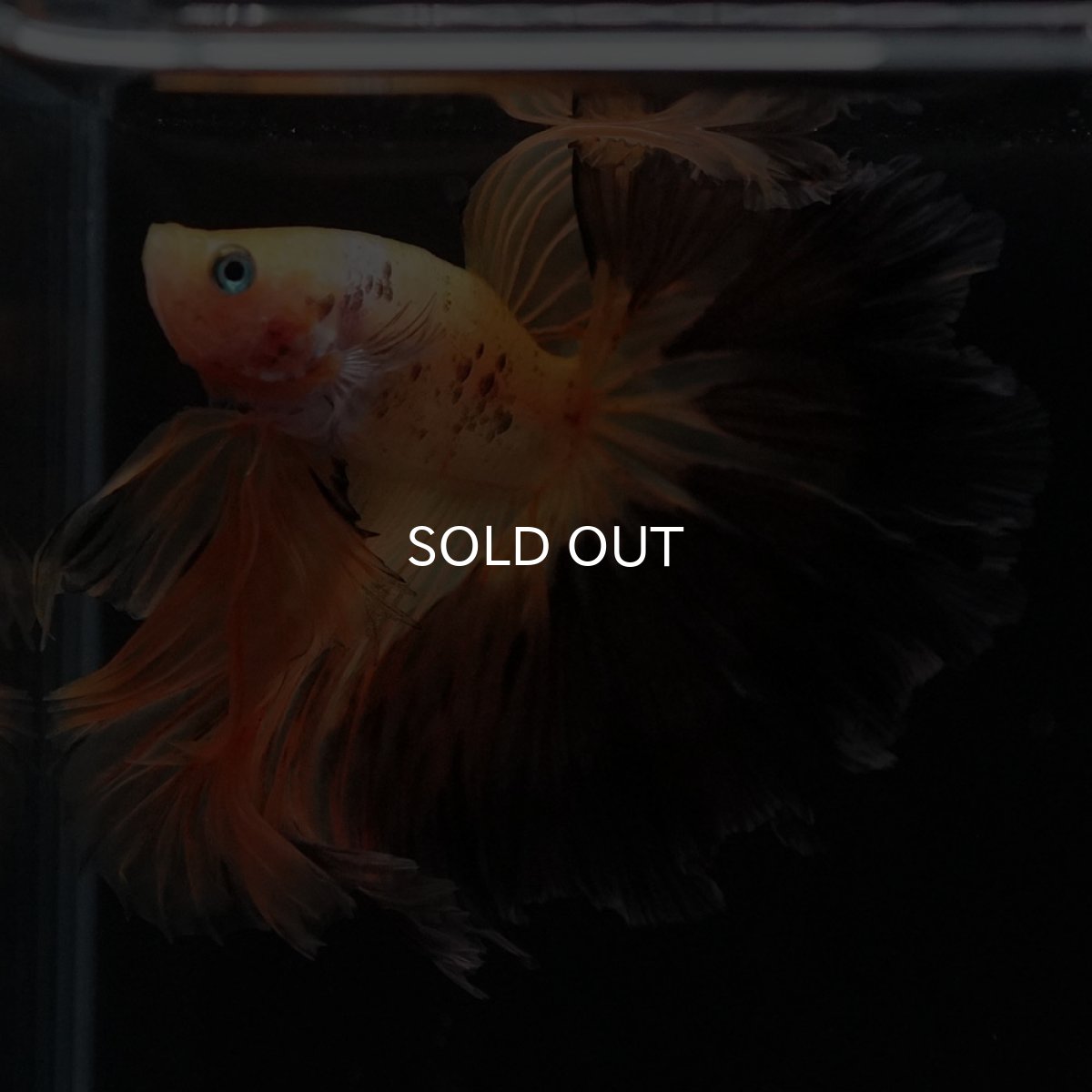 画像11: HM　ファンシー (11)