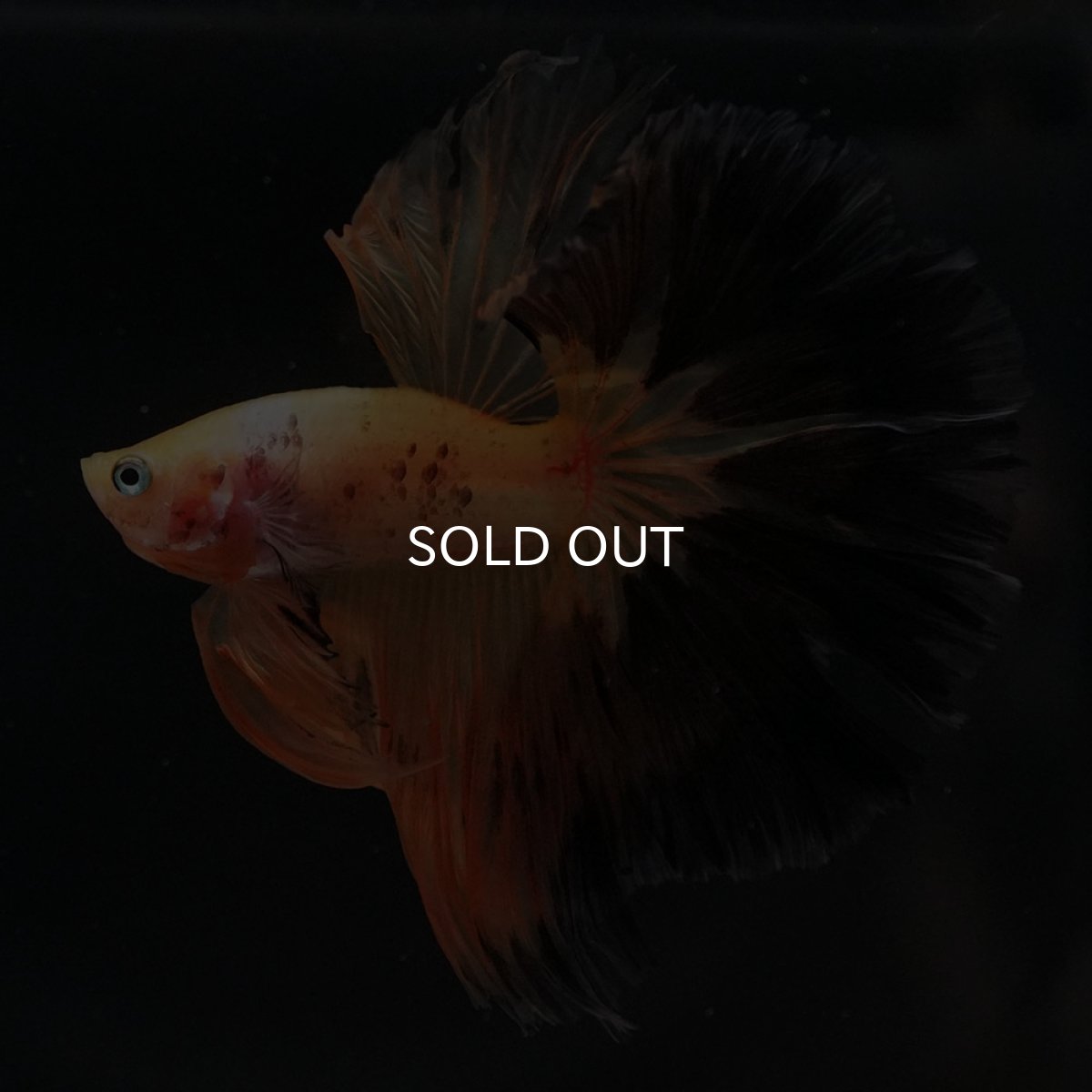 画像10: HM　ファンシー (10)