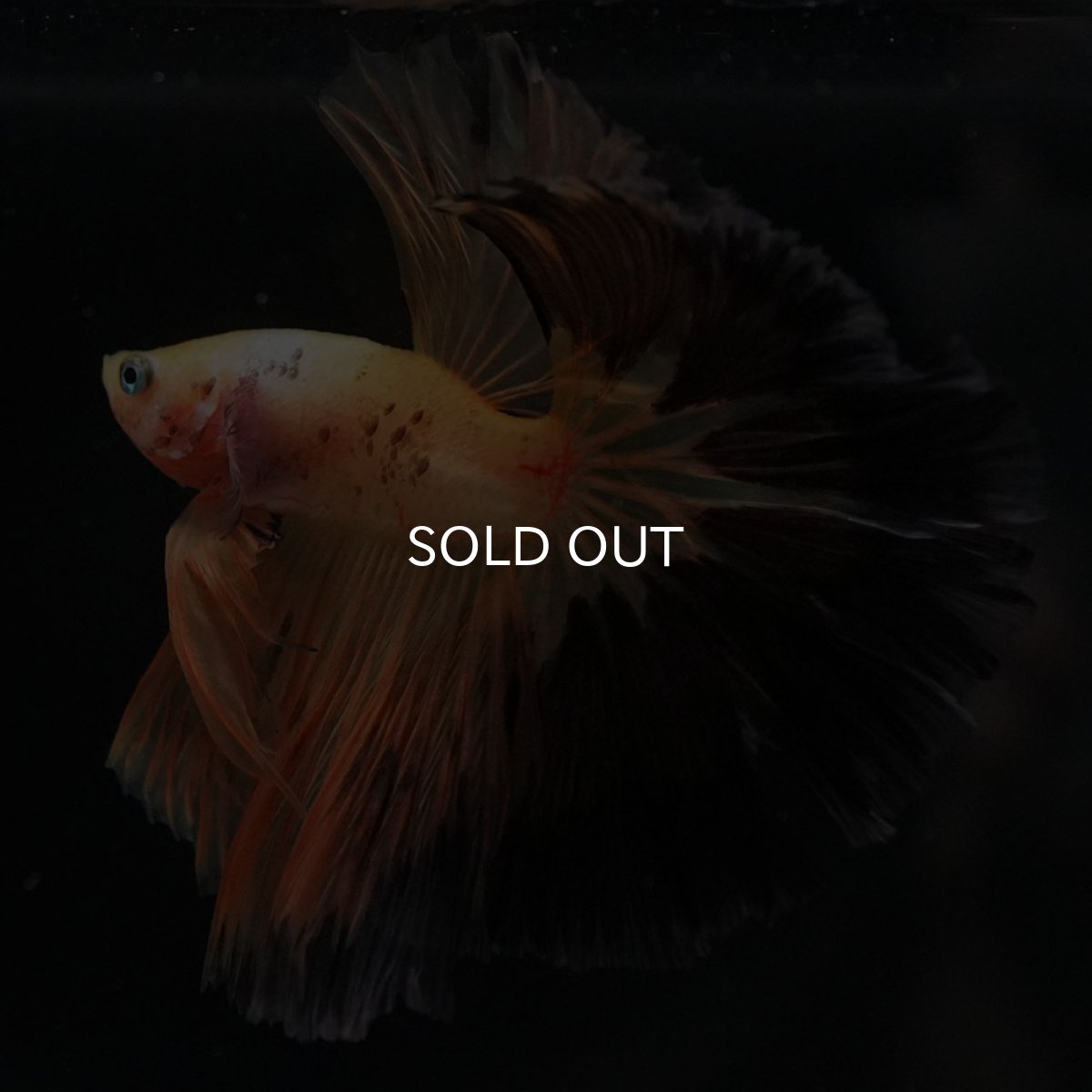 画像9: HM　ファンシー (9)