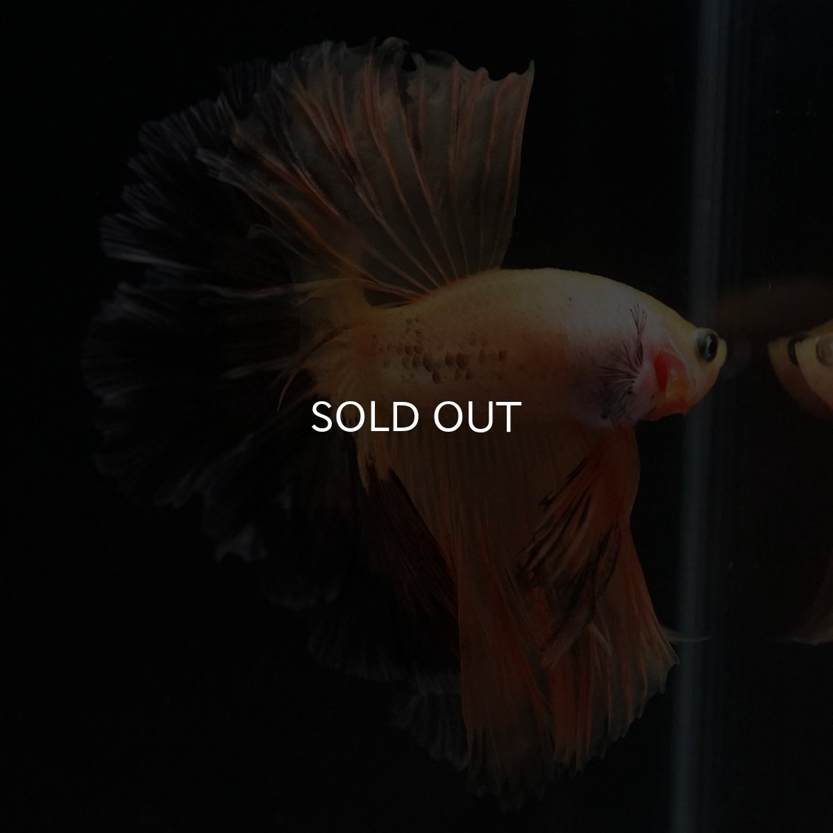 画像8: HM　ファンシー (8)